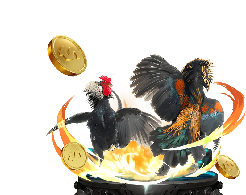 Giao diện đặt cược đá gà tại 911win